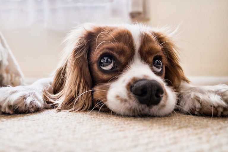 ANIMAL, NASCITURO E PERSONALIDADE PROCESSUAL